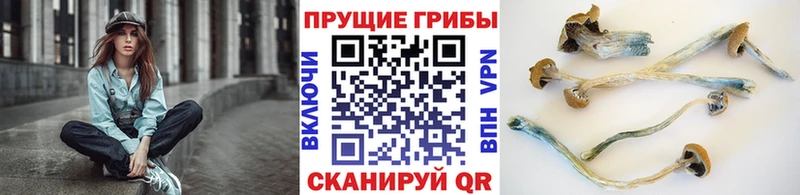 Псилоцибиновые грибы Magic Shrooms  Купить где  Кизляр 